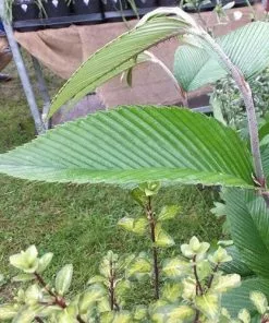 Future Forests Rubus Calophyllus