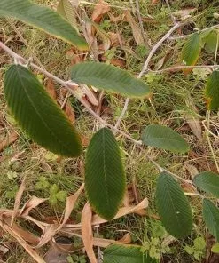 Future Forests Rubus Calophyllus