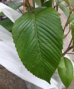 Future Forests Rubus Calophyllus