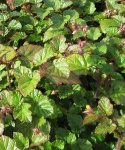 Future Forests Rubus Tricolor
