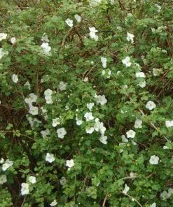 Future Forests Rubus Benenden