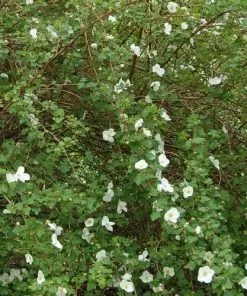 Future Forests Rubus Benenden