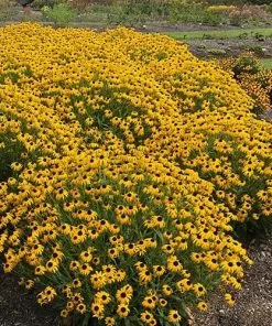 Future Forests Rudbeckia Fulgida American Gold Rush More