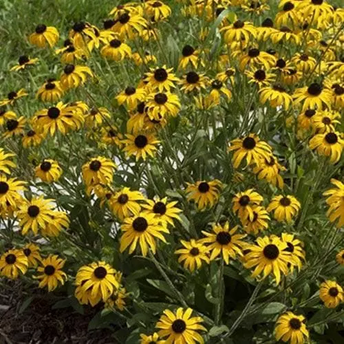 Future Forests Rudbeckia Fulgida American Gold Rush More 4 Future Forests Rudbeckia Fulgida American Gold Rush More