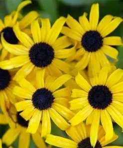 Future Forests Rudbeckia Fulgida American Gold Rush More 9 Future Forests Rudbeckia Fulgida American Gold Rush More