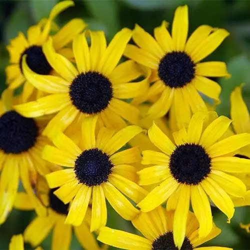 Future Forests Rudbeckia Fulgida American Gold Rush More 6 Future Forests Rudbeckia Fulgida American Gold Rush More