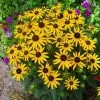 Future Forests Rudbeckia Fulgida Little Goldstar 1 Future Forests Rudbeckia Fulgida Little Goldstar