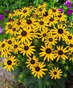 Future Forests Rudbeckia Fulgida Little Goldstar