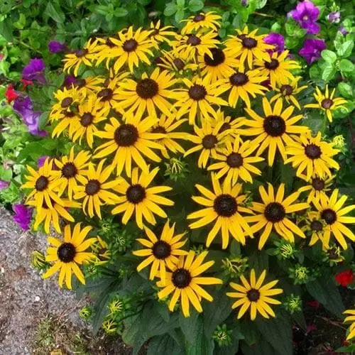 Future Forests Rudbeckia Fulgida Little Goldstar 3 Future Forests Rudbeckia Fulgida Little Goldstar