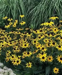 Future Forests Rudbeckia Fulgida Little Goldstar