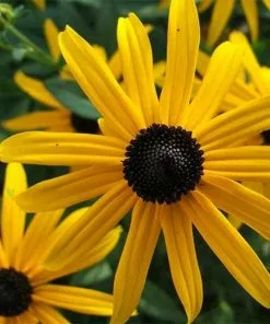 Future Forests Rudbeckia Fulgida Little Goldstar 8 Future Forests Rudbeckia Fulgida Little Goldstar
