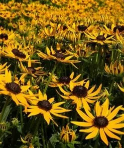 Future Forests Rudbeckia Fulgida Little Goldstar 9 Future Forests Rudbeckia Fulgida Little Goldstar