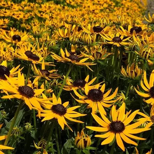 Future Forests Rudbeckia Fulgida Little Goldstar 6 Future Forests Rudbeckia Fulgida Little Goldstar