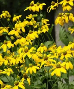 Future Forests More Rudbeckia Laciniata Herbstsonne 8 Future Forests More Rudbeckia Laciniata Herbstsonne