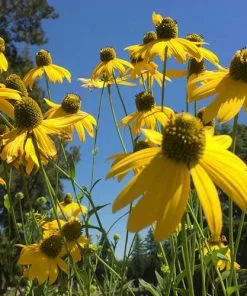Future Forests More Rudbeckia Laciniata Herbstsonne 9 Future Forests More Rudbeckia Laciniata Herbstsonne
