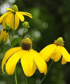 Future Forests More Rudbeckia Laciniata Herbstsonne