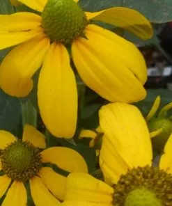 Future Forests More Rudbeckia Laciniata Herbstsonne