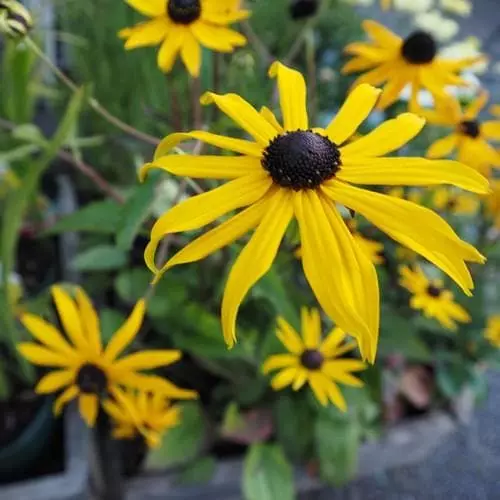 Future Forests Rudbeckia Goldsturm All Perennials 10 Future Forests Rudbeckia Goldsturm All Perennials