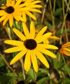 Future Forests Rudbeckia Goldsturm All Perennials