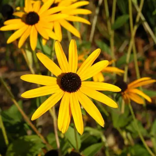 Future Forests Rudbeckia Goldsturm All Perennials 3 Future Forests Rudbeckia Goldsturm All Perennials