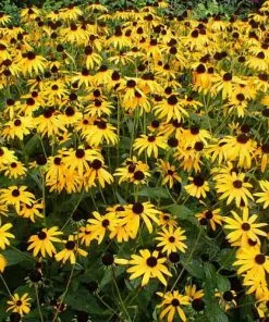 Future Forests Rudbeckia Goldsturm All Perennials 11 Future Forests Rudbeckia Goldsturm All Perennials