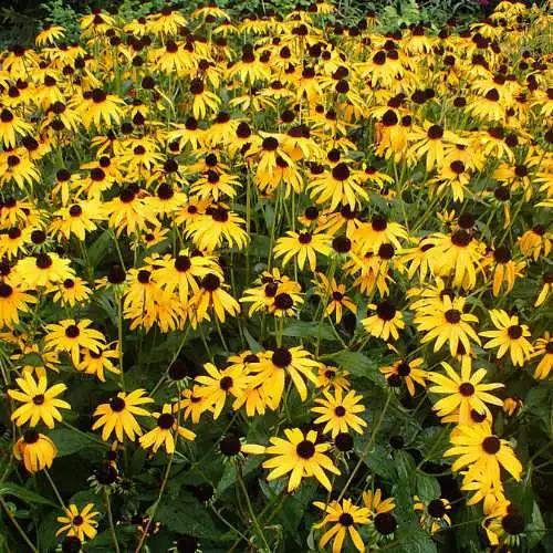 Future Forests Rudbeckia Goldsturm All Perennials 4 Future Forests Rudbeckia Goldsturm All Perennials
