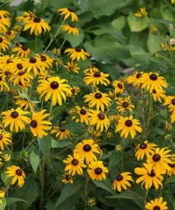 Future Forests Rudbeckia Goldsturm All Perennials 13 Future Forests Rudbeckia Goldsturm All Perennials