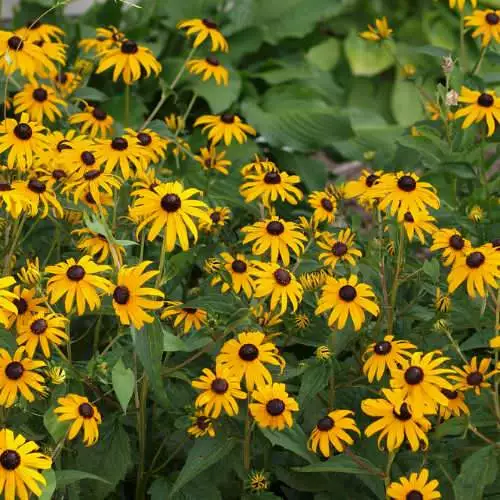 Future Forests Rudbeckia Goldsturm All Perennials 6 Future Forests Rudbeckia Goldsturm All Perennials
