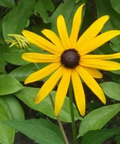 Future Forests Rudbeckia Goldsturm All Perennials 12 Future Forests Rudbeckia Goldsturm All Perennials
