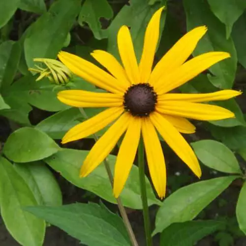 Future Forests Rudbeckia Goldsturm All Perennials 5 Future Forests Rudbeckia Goldsturm All Perennials