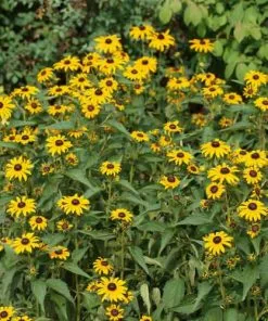 Future Forests Rudbeckia Goldsturm All Perennials 15 Future Forests Rudbeckia Goldsturm All Perennials