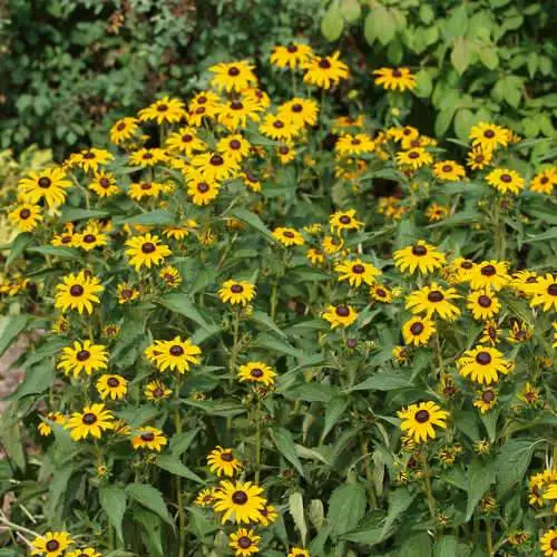 Future Forests Rudbeckia Goldsturm All Perennials 8 Future Forests Rudbeckia Goldsturm All Perennials