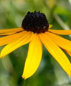 Future Forests Rudbeckia Goldsturm All Perennials 14 Future Forests Rudbeckia Goldsturm All Perennials