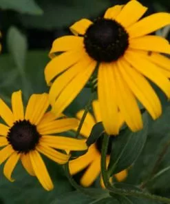 Future Forests Rudbeckia Goldsturm All Perennials 16 Future Forests Rudbeckia Goldsturm All Perennials