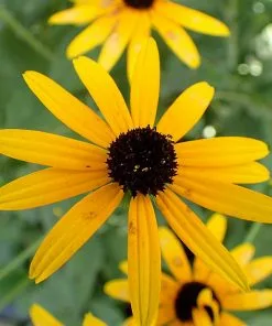 Future Forests Rudbeckia Fulgida Var. Deamii