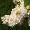 Future Forests Shrubs Syringa Vulgaris Souvenir D'Alice Harding