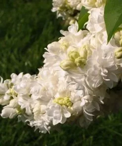 Future Forests Shrubs Syringa Vulgaris Souvenir D'Alice Harding