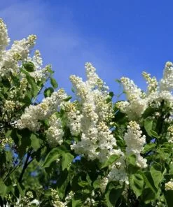Future Forests Shrubs Syringa Vulgaris Souvenir D'Alice Harding