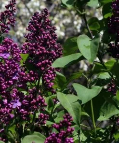 Future Forests Shrubs Syringa Vulgaris Andenken And Ludwig Späth