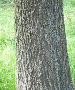 Future Forests Salix Alba - White Willow Trees