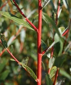 Future Forests Salix Alba Chermesina