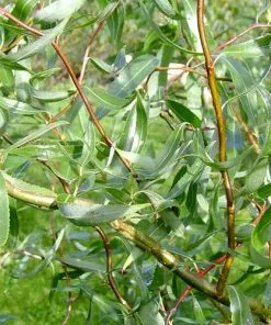 Future Forests Salix X Sepulcralis Dart's Snake Trees