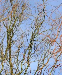 Future Forests Salix X Sepulcralis Dart's Snake Trees