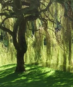 Future Forests Salix Babylonica Pendula - Weeping Willow