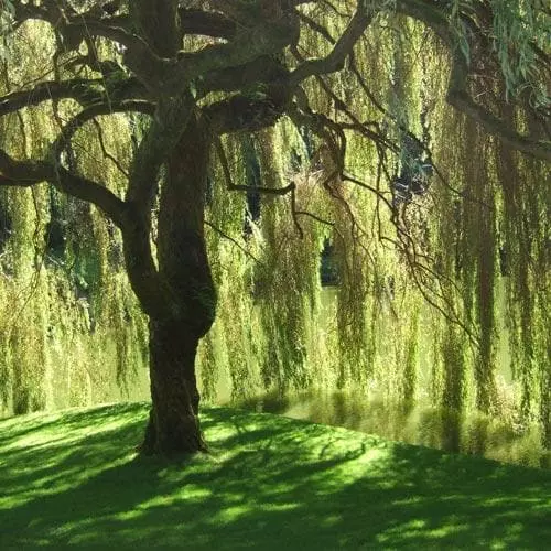 Future Forests Salix Babylonica Pendula - Weeping Willow 3 Future Forests Salix Babylonica Pendula - Weeping Willow