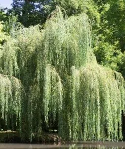 Future Forests Salix Babylonica Pendula - Weeping Willow