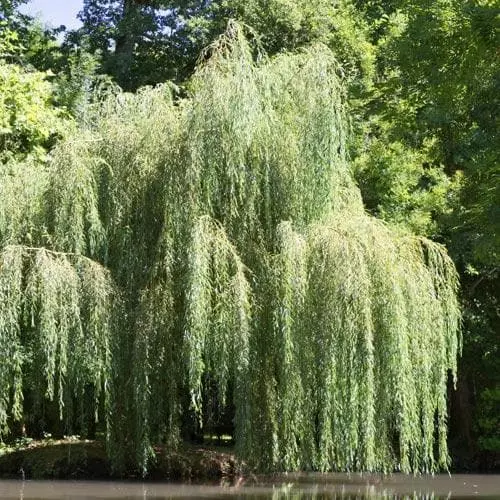 Future Forests Salix Babylonica Pendula - Weeping Willow 4 Future Forests Salix Babylonica Pendula - Weeping Willow