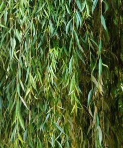 Future Forests Salix Babylonica Pendula - Weeping Willow 11 Future Forests Salix Babylonica Pendula - Weeping Willow