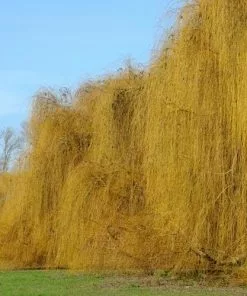 Future Forests Salix Babylonica Pendula - Weeping Willow 12 Future Forests Salix Babylonica Pendula - Weeping Willow
