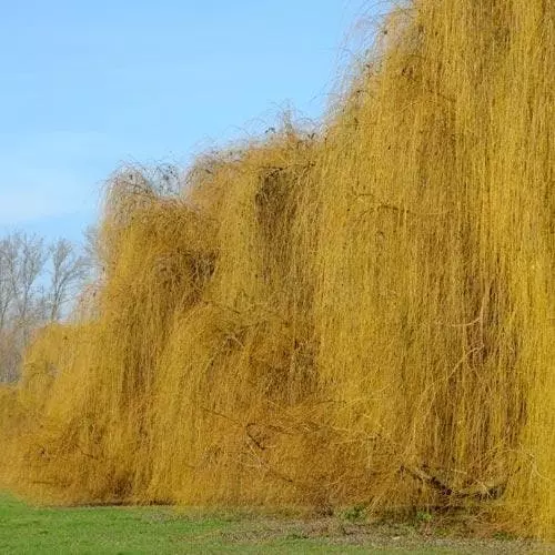Future Forests Salix Babylonica Pendula - Weeping Willow 7 Future Forests Salix Babylonica Pendula - Weeping Willow